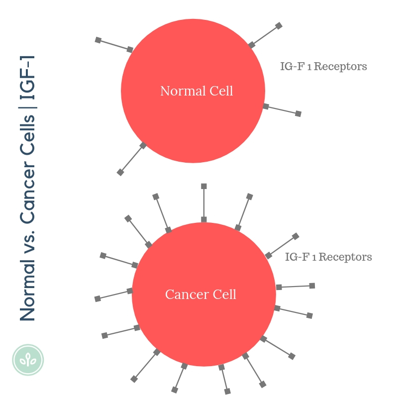 A simple diagram demonstrating the difference in IGF-1 receptors on normal vs. cancer cell.
