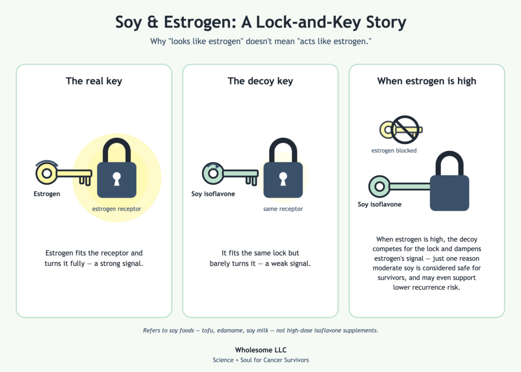 Does soy increase estrogen? The Lock and Key Story